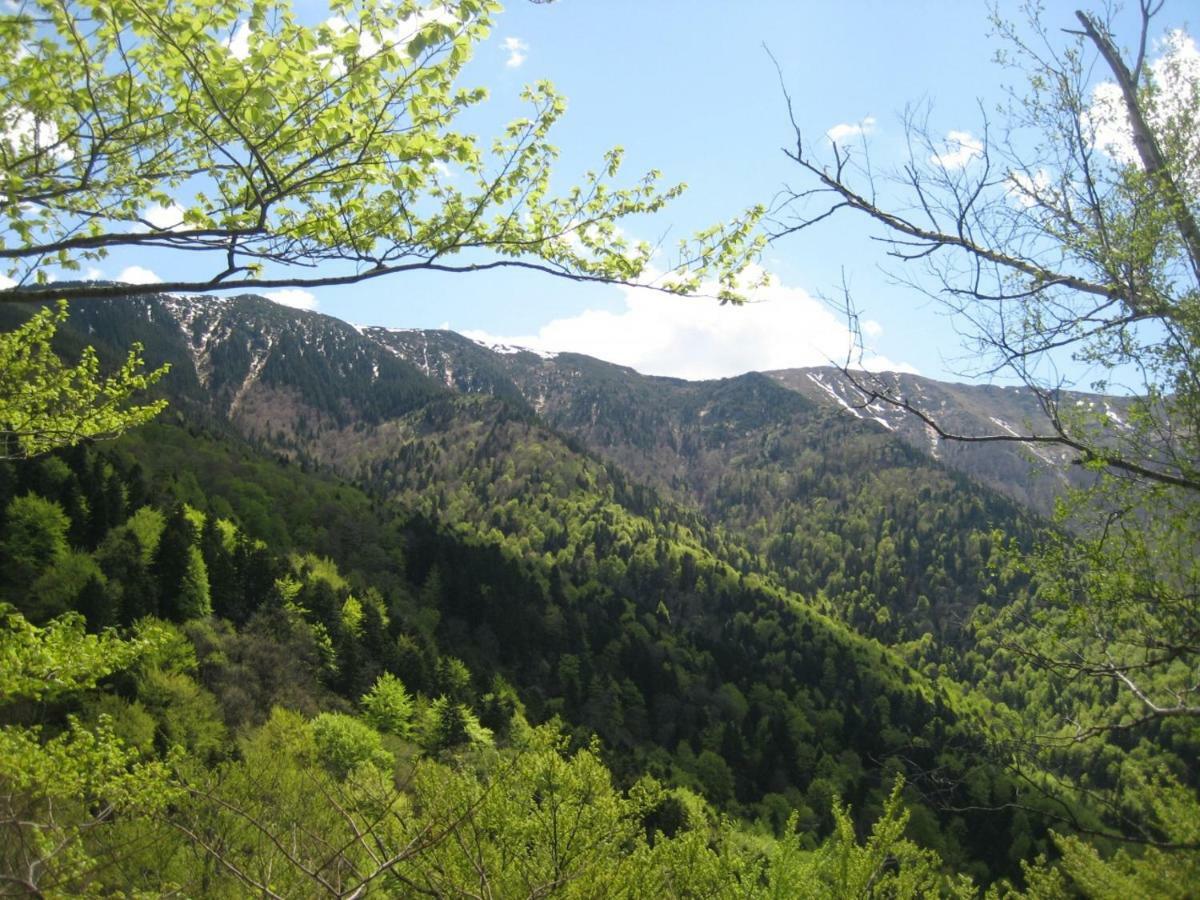 Bungalows Zdravets Berkovica Exteriér fotografie